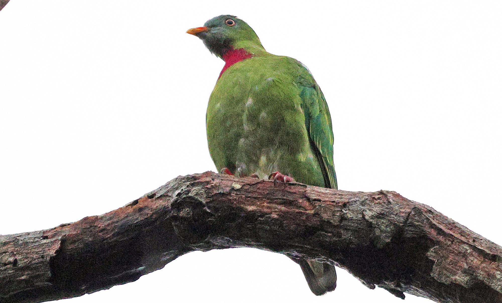 claret-breasted-fruit-dove-trobriands-