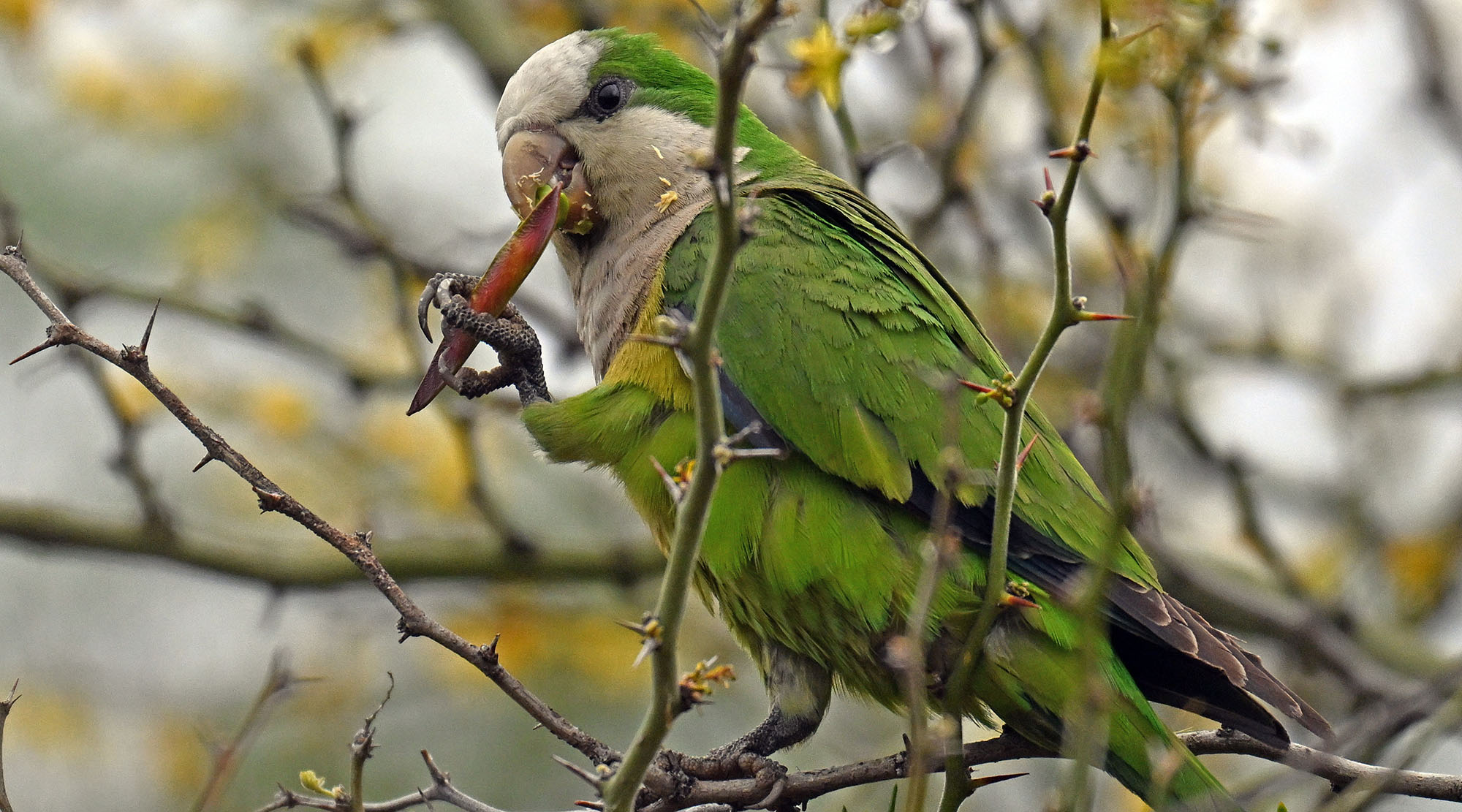 cliff-parakeet-eating-seeds-