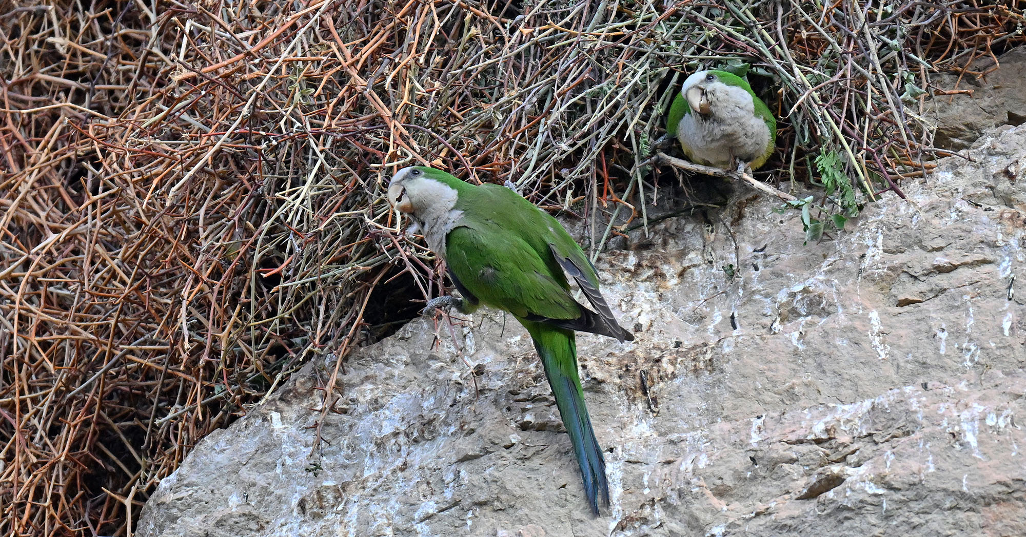 cliff-parakeet-in-nests- cliff-parakeet-in-nests-