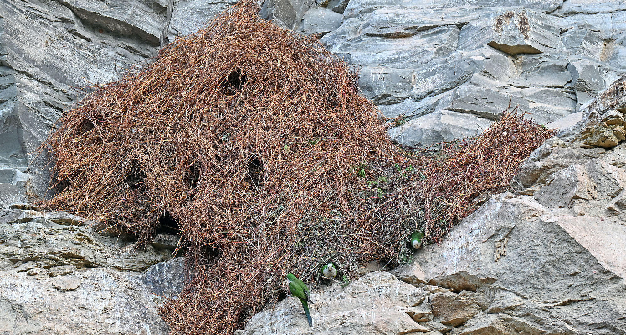 cliff-parakeet-and-large-nests-