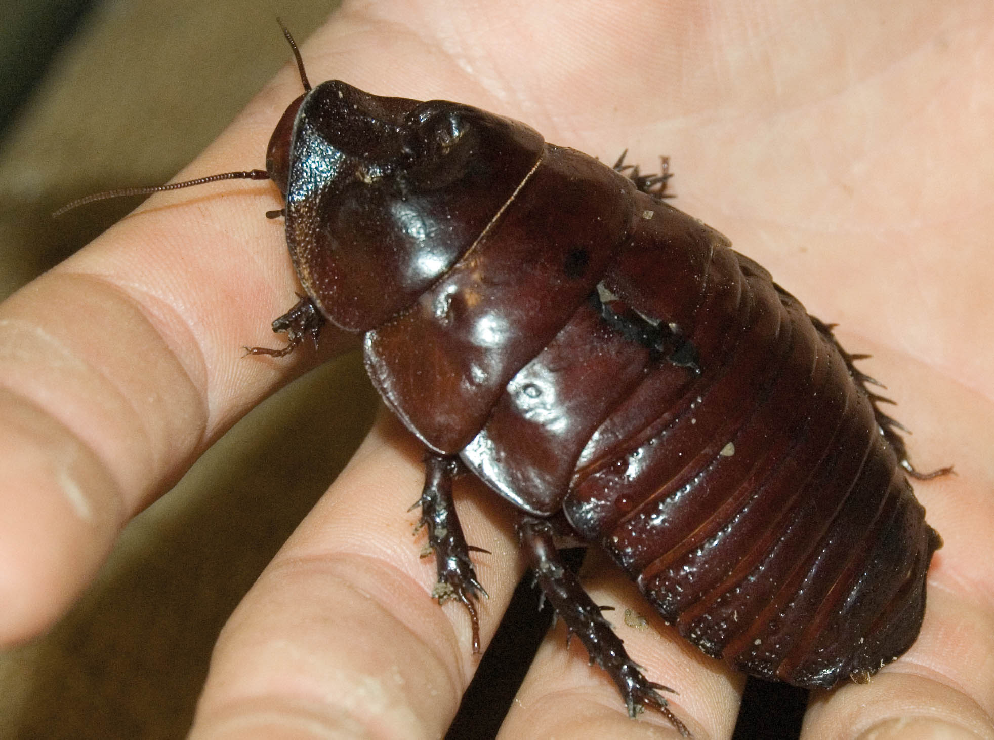 cockroach-giant-burrowing