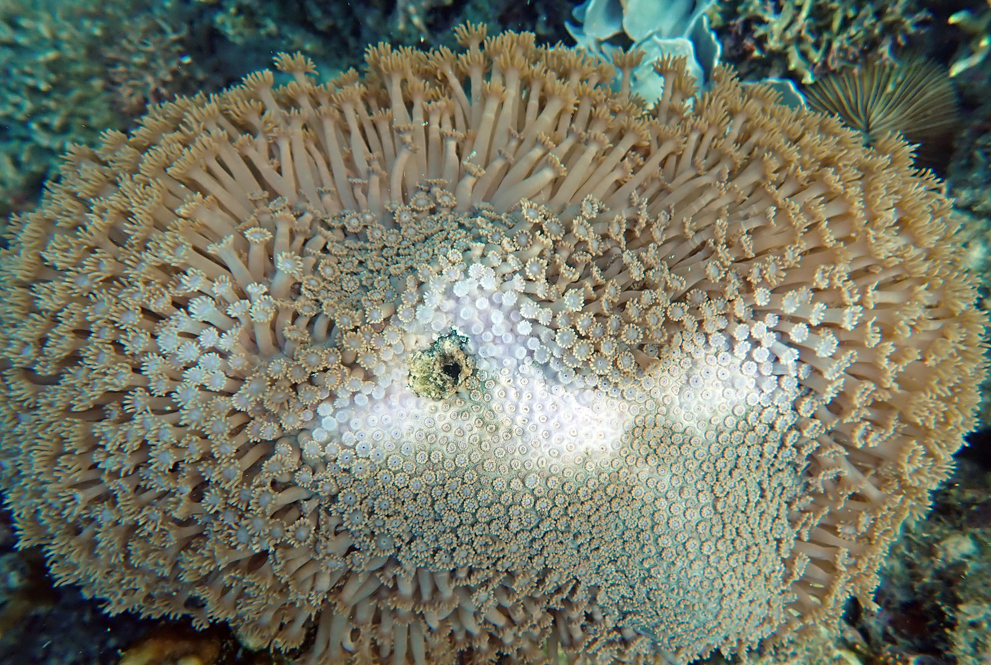 coral-polyps-dobu-