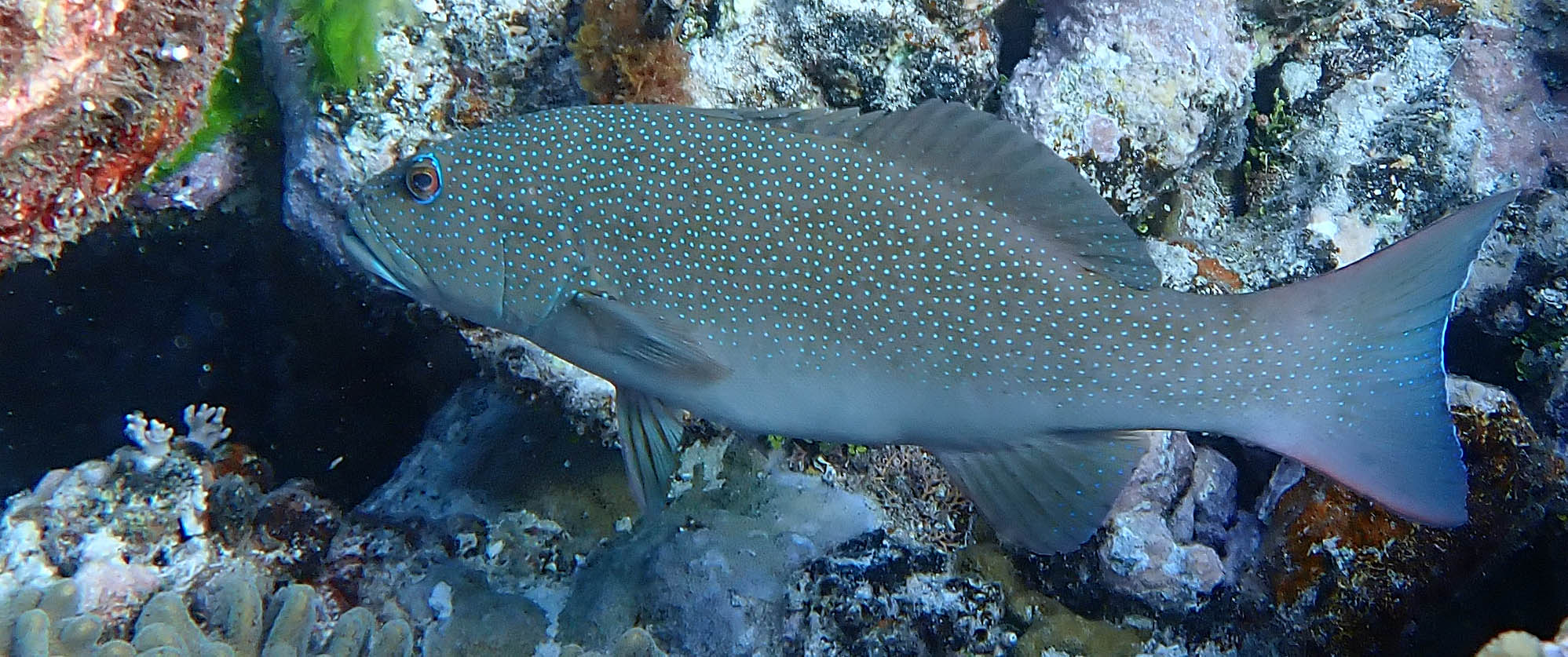 coral-trout-ribbon-reef-2