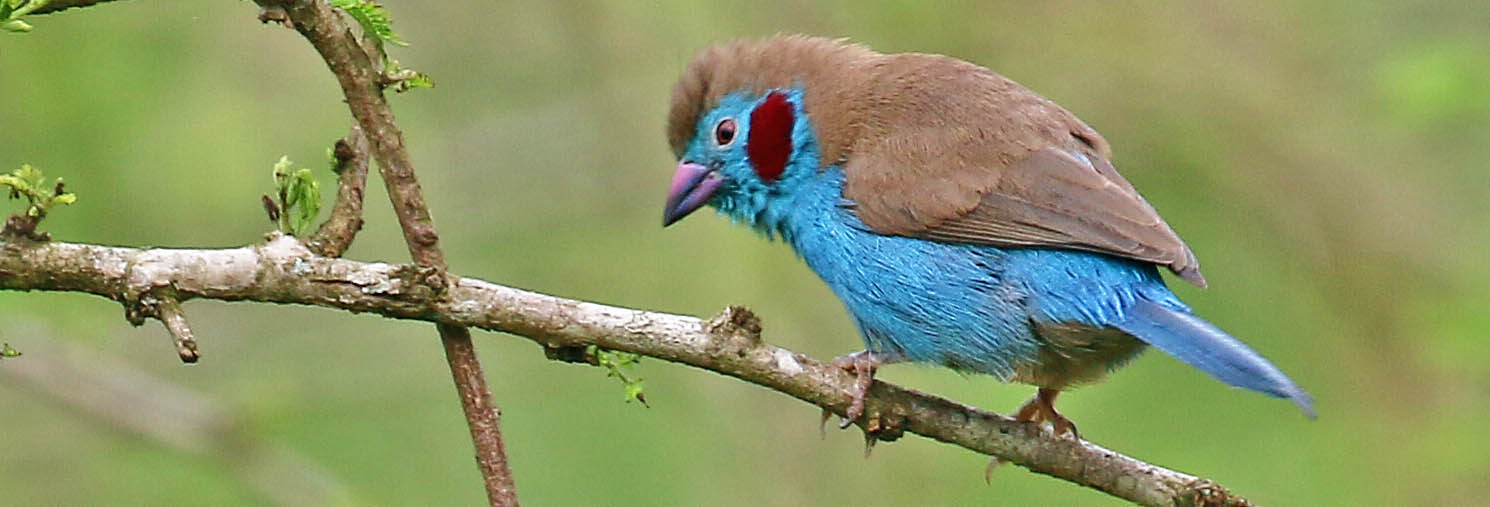 cordon-bleu-red-cheeked-lake-mburo-