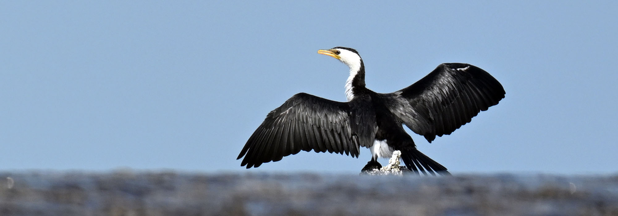 cormorant-wings-montgomery-reef-