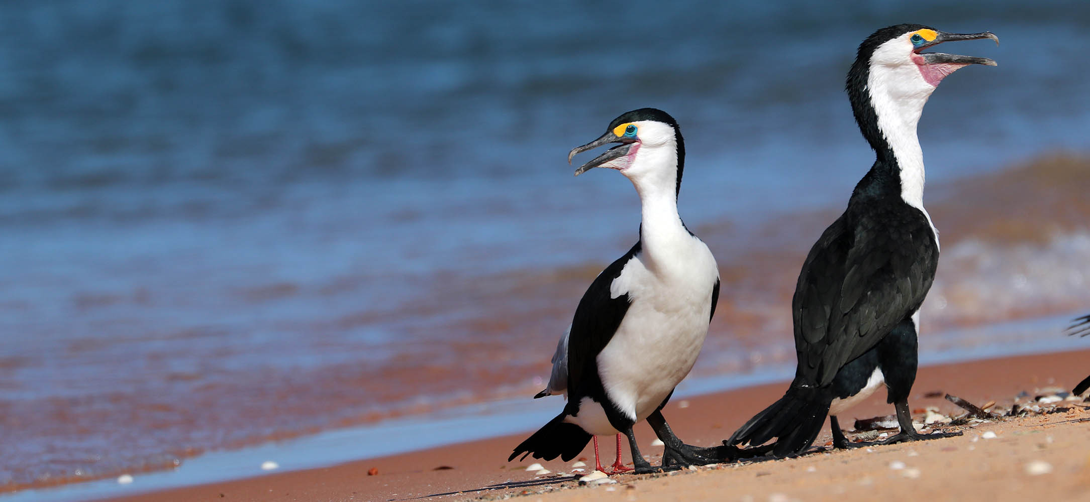 cormorants-australian-pied-shark-bay