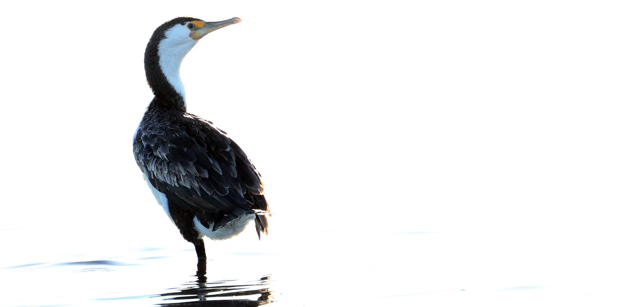 cormorant-great-shark-bay