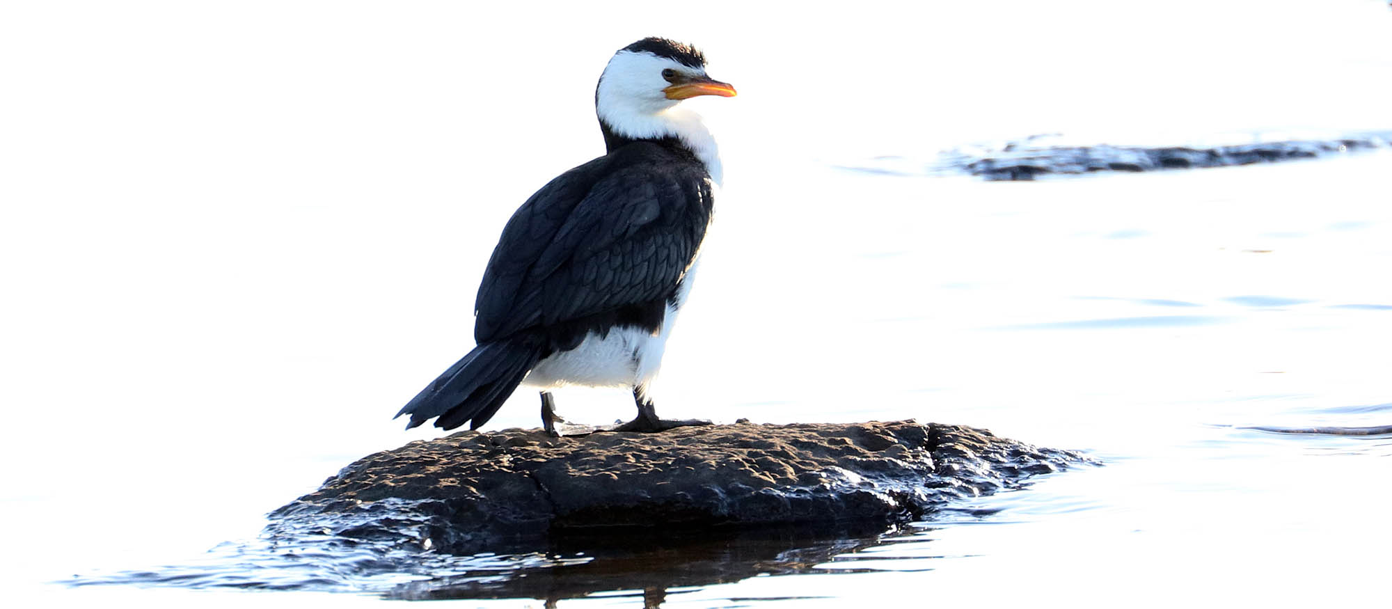 cormorant-little-pied-shark-bay