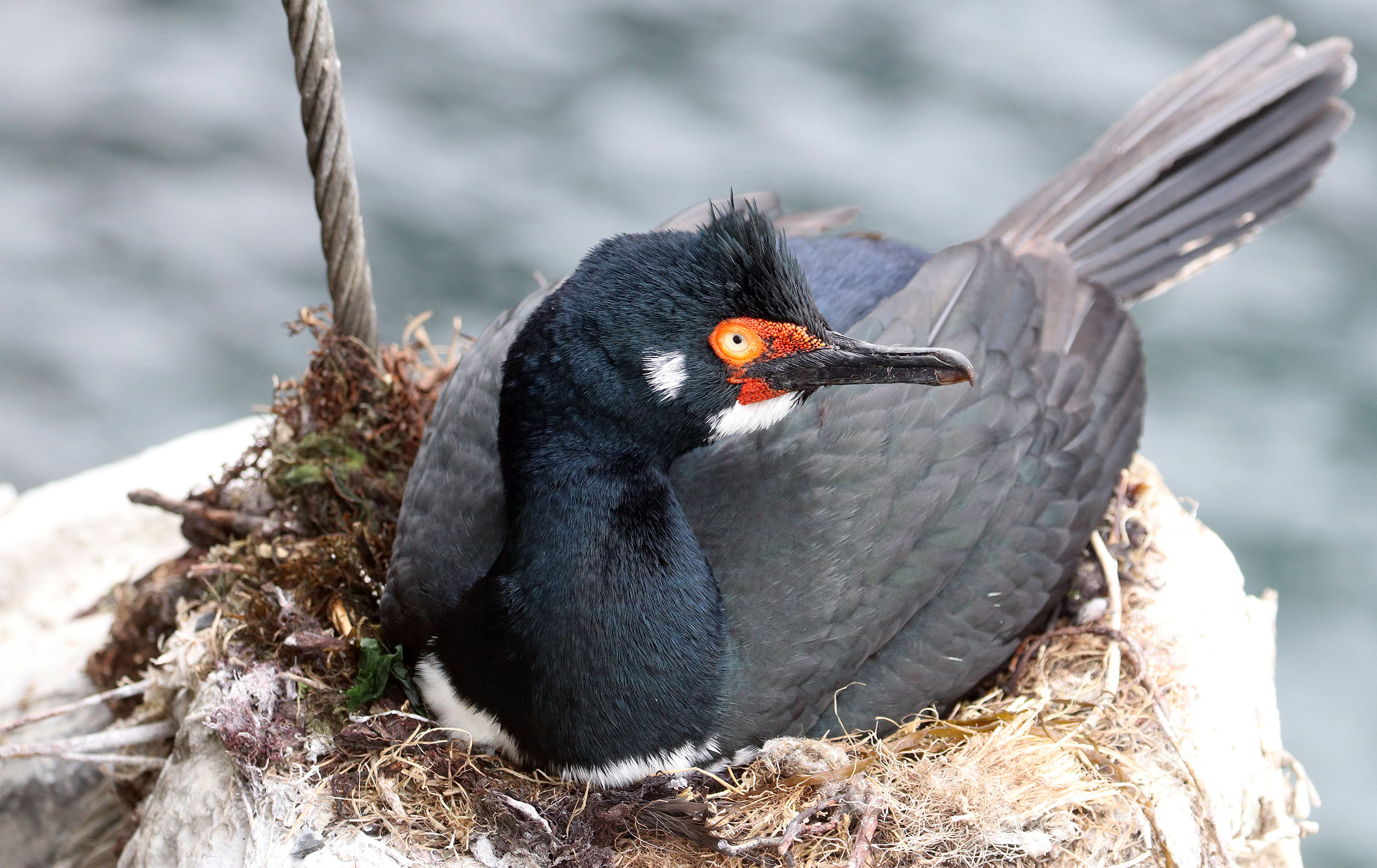 comorant-rock-on-nest-puerto-williams