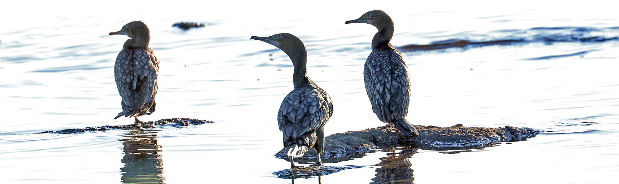 cormorants-liitle-black-shark-bay