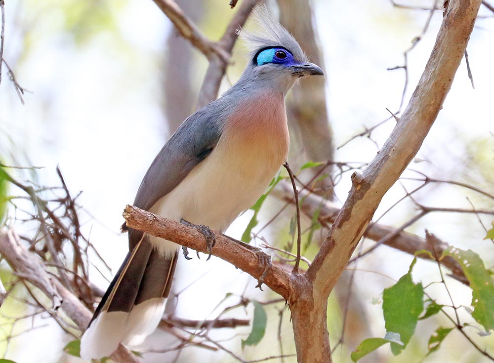 coua-crested