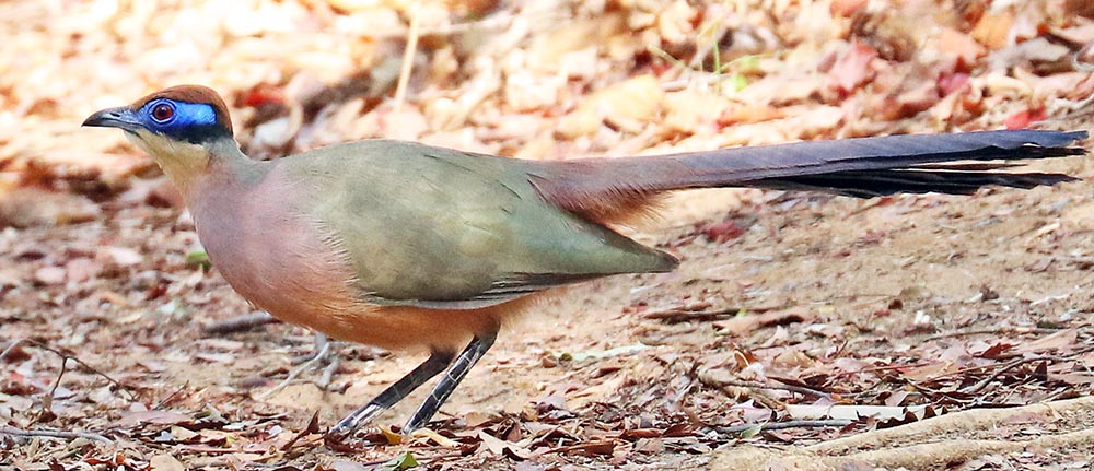 coua-red-capped