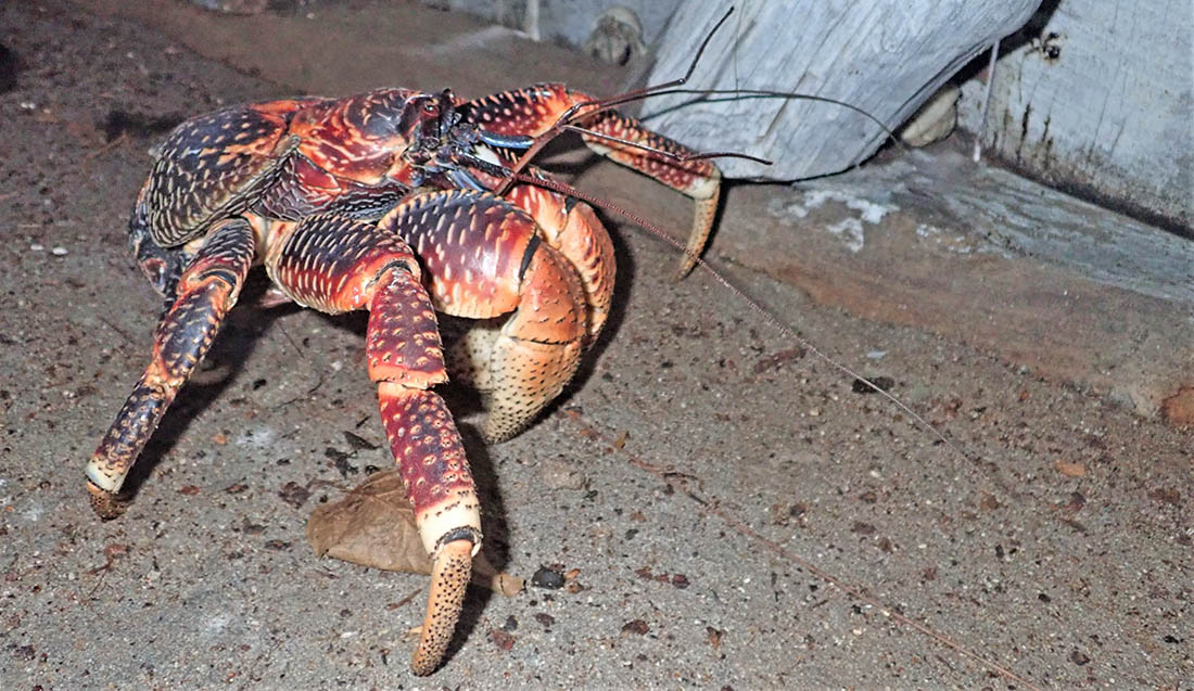 crab-coconut-seychelles