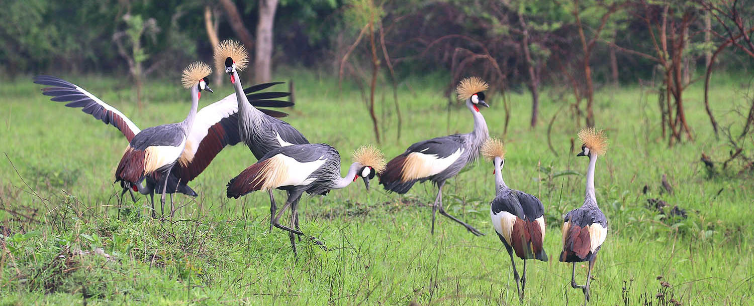 crane-grey-crowned-lake-mburo-uganda