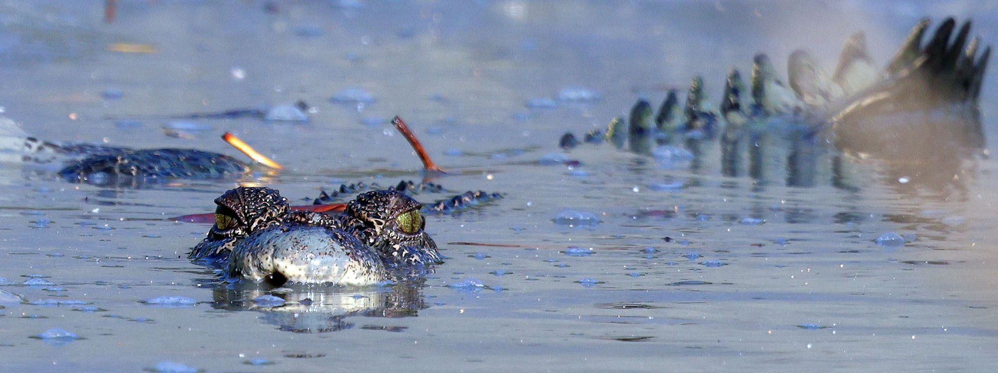 crocodile-hunter-2 crocodile-hunter-2