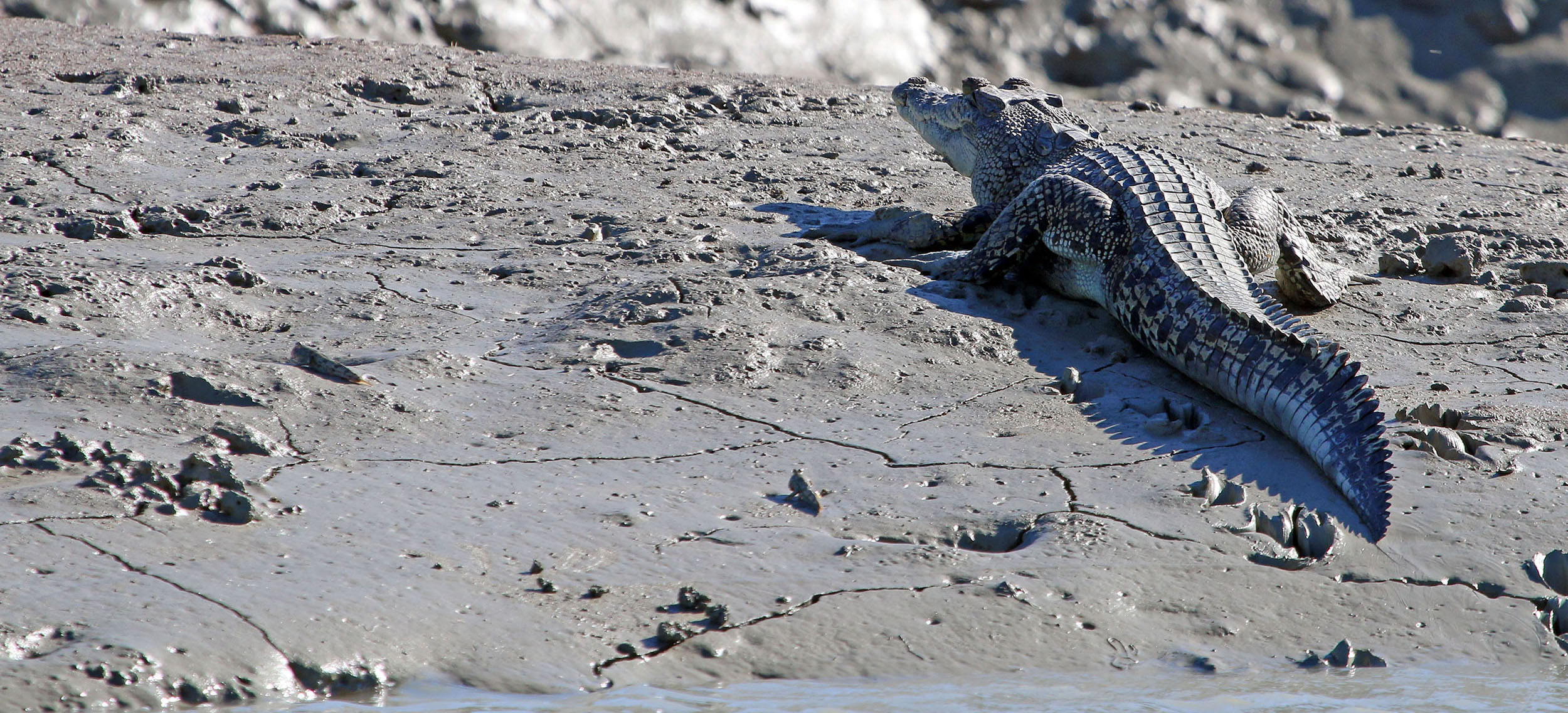 crocodile-on-mud-kimberley