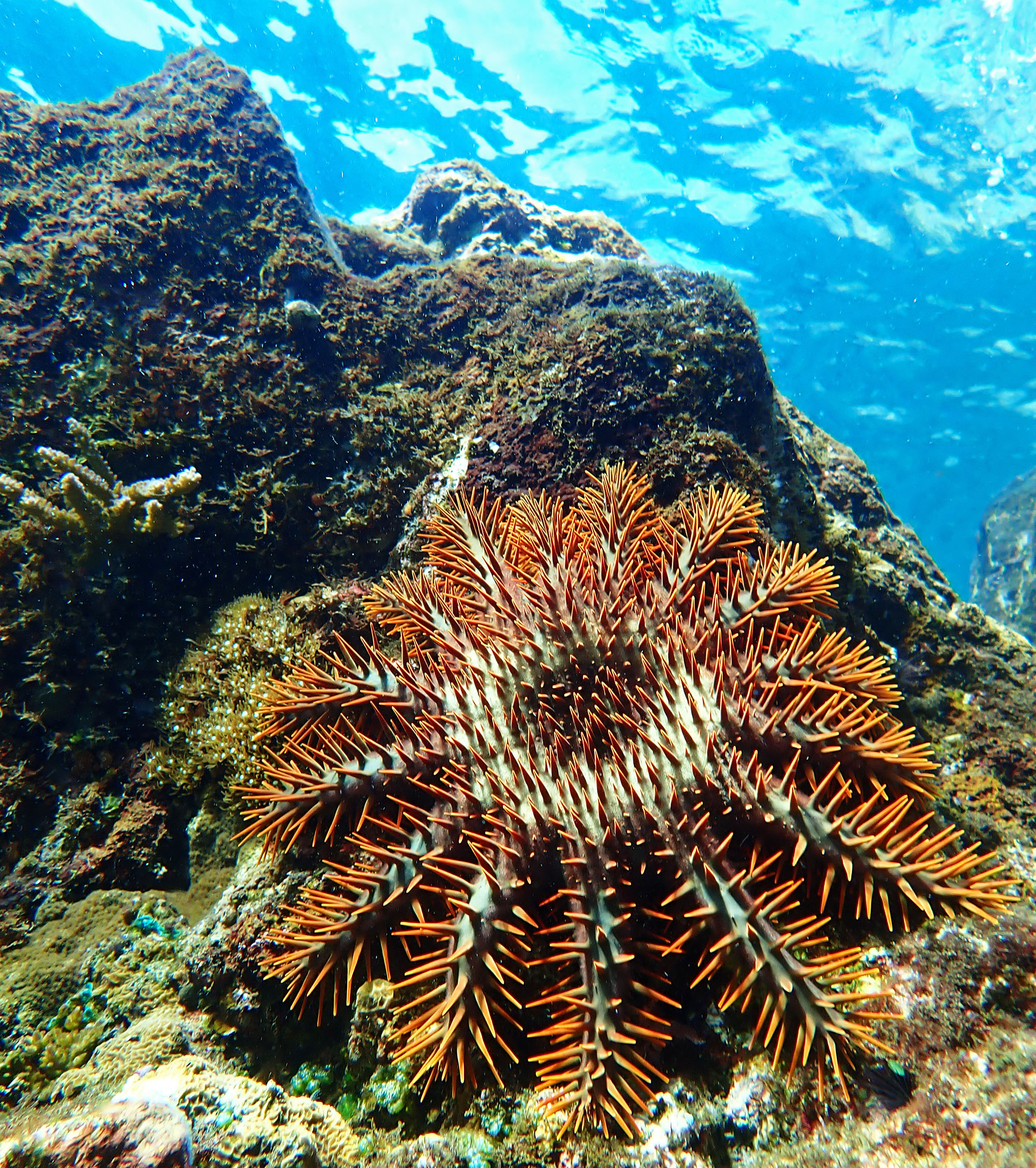 crown-of-thorns-ambrym