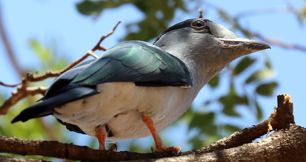 cuckoo-roller