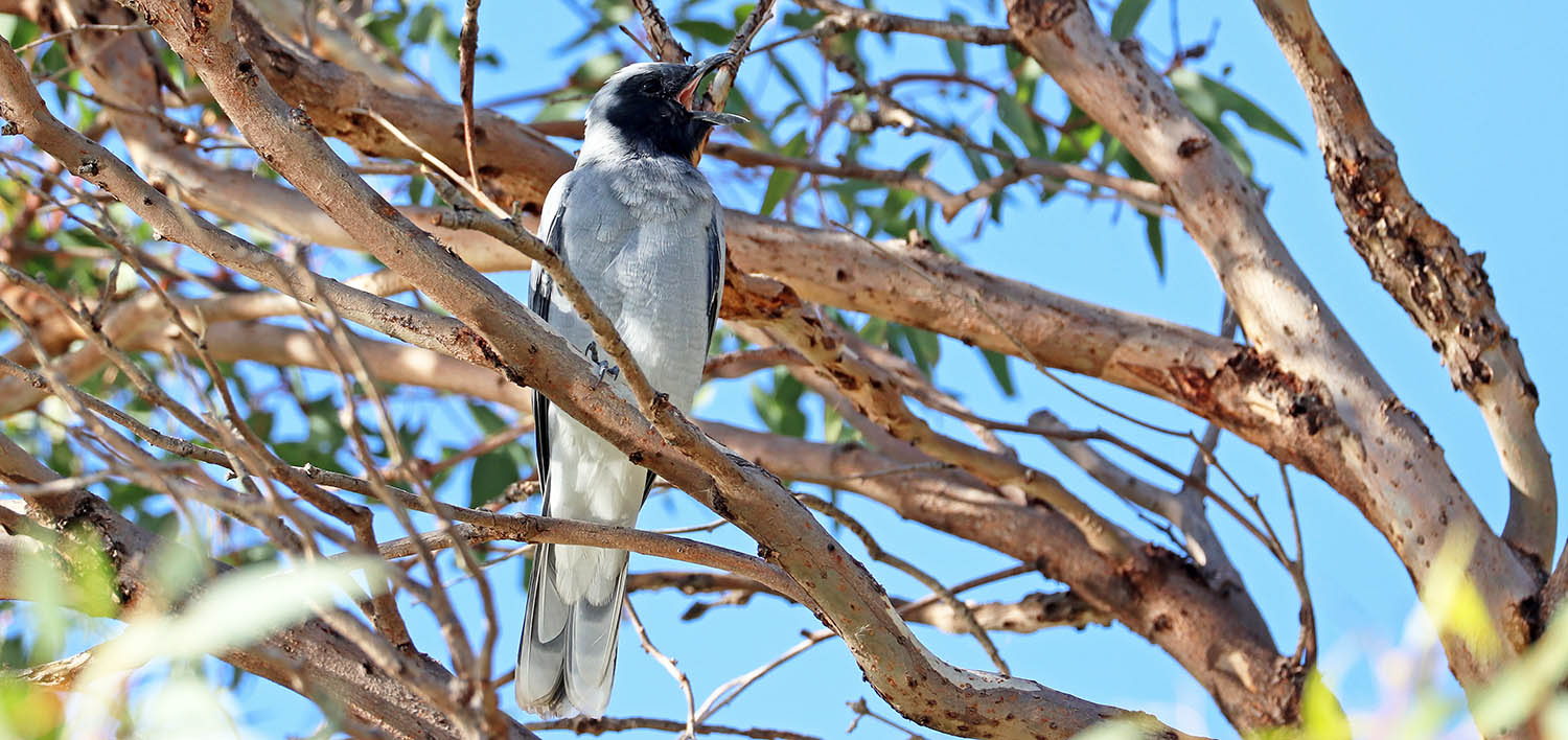 Black-faced Cuckoo-shrike (image by Damon Ramsey)