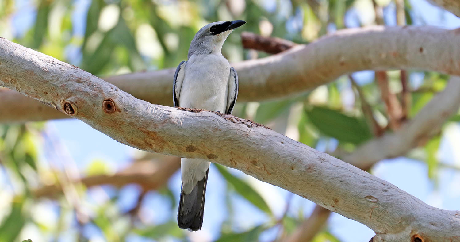 cuckoo-shrike-white-bellied-darwin-gardens
