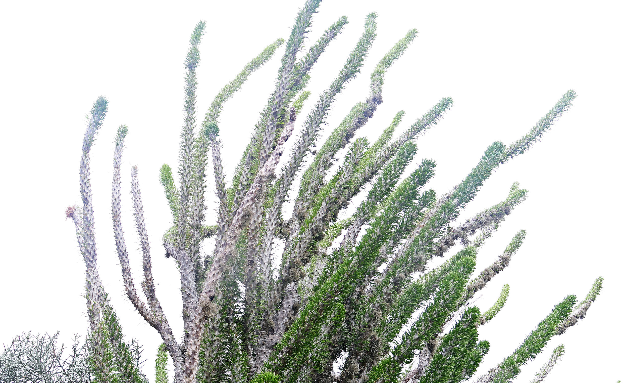 didierea-madagascariensis-tulear