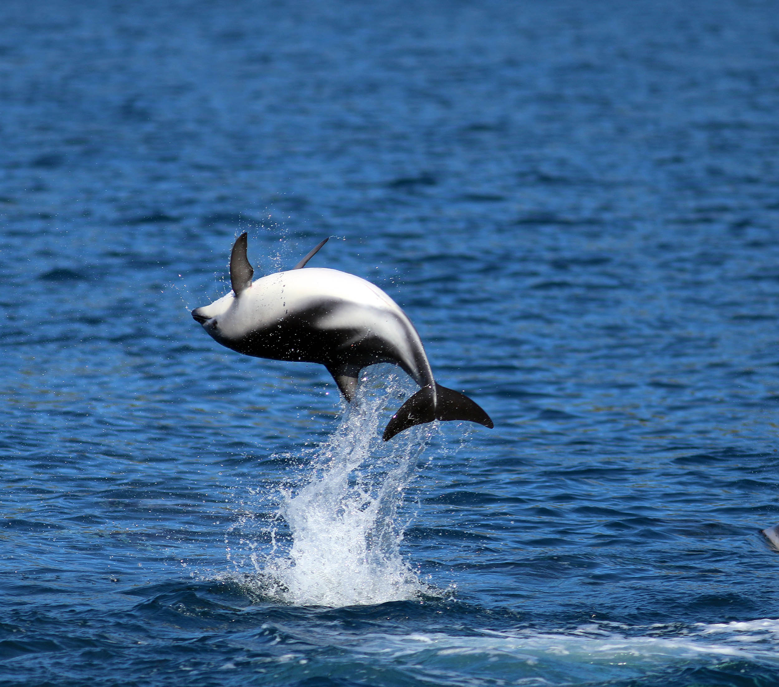 dolphin-dusky-kaikoura-1