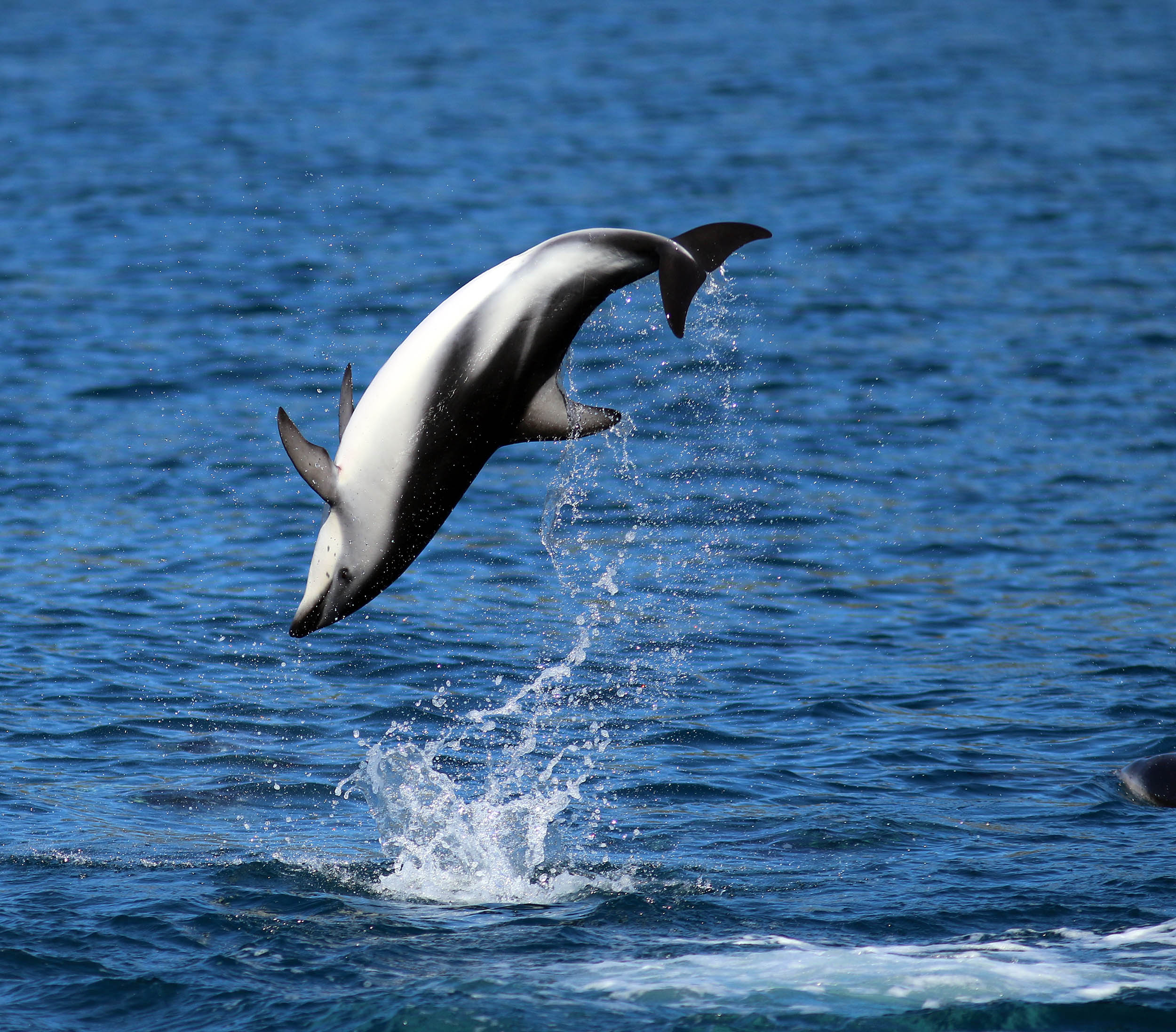 dolphin-dusky-kaikoura-2