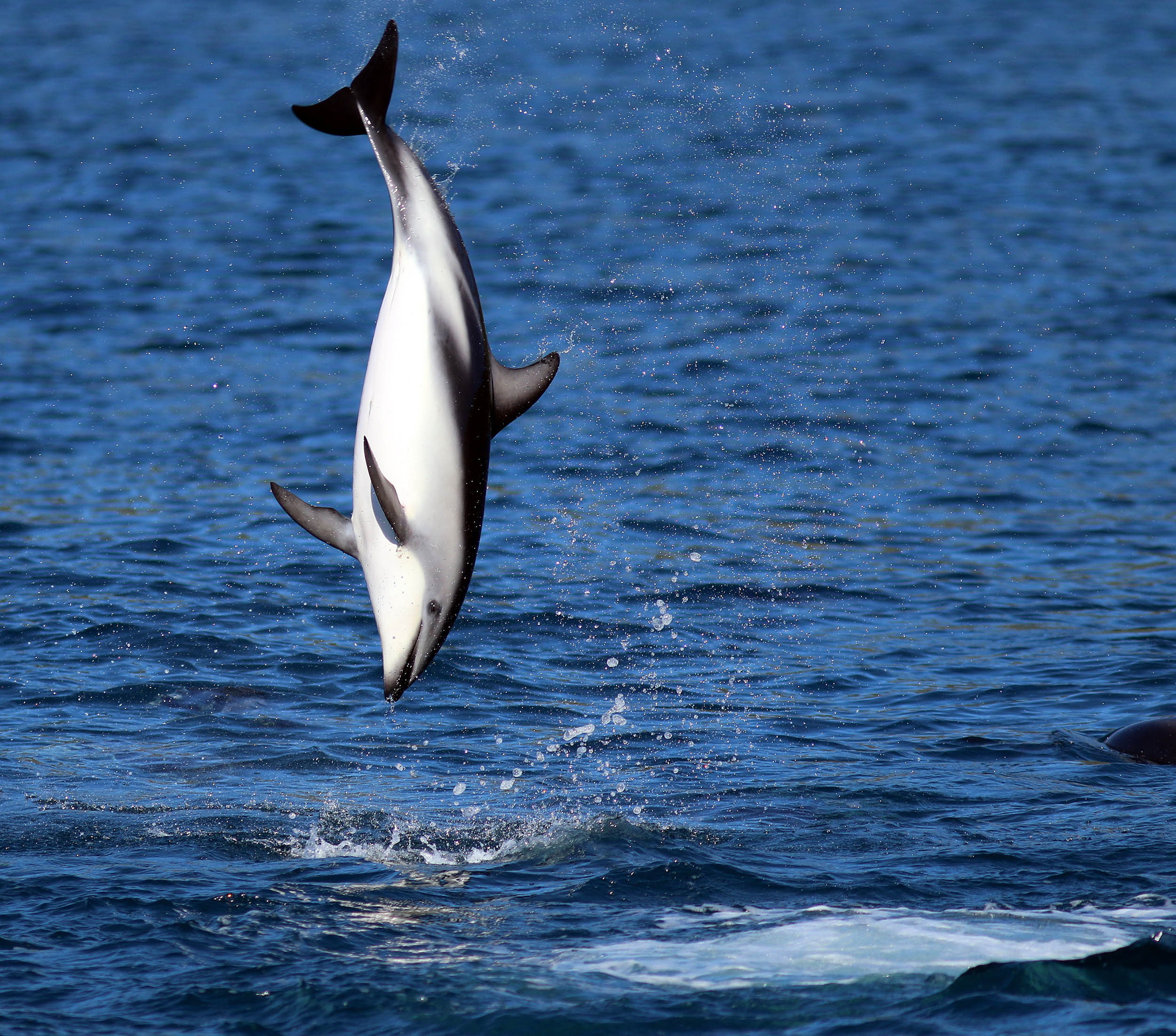 dolphin-dusky-kaikoura-3