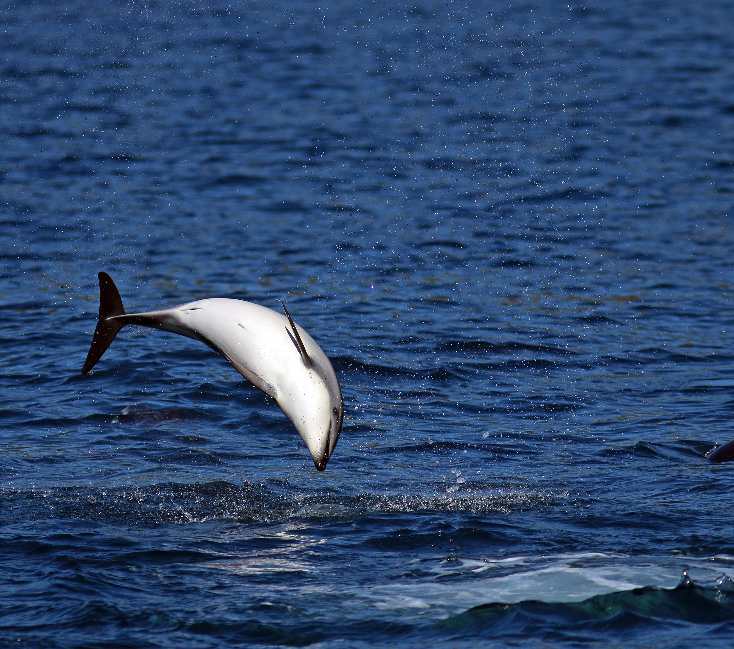 dolphin-dusky-kaikoura-4