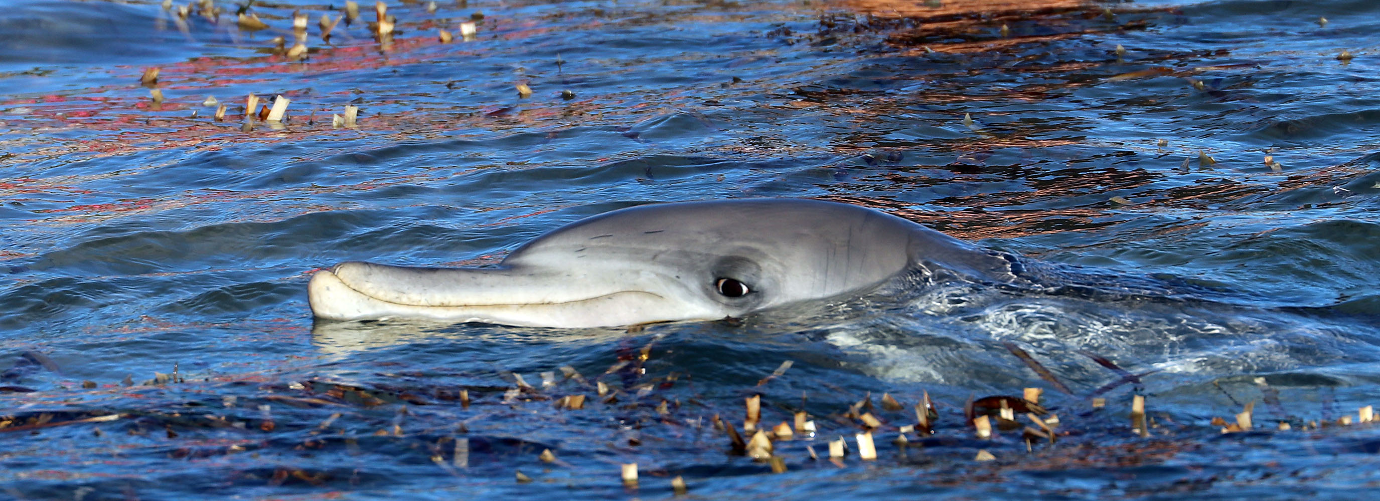 dolphin-bottlenose-inshore-face-monkey-mia
