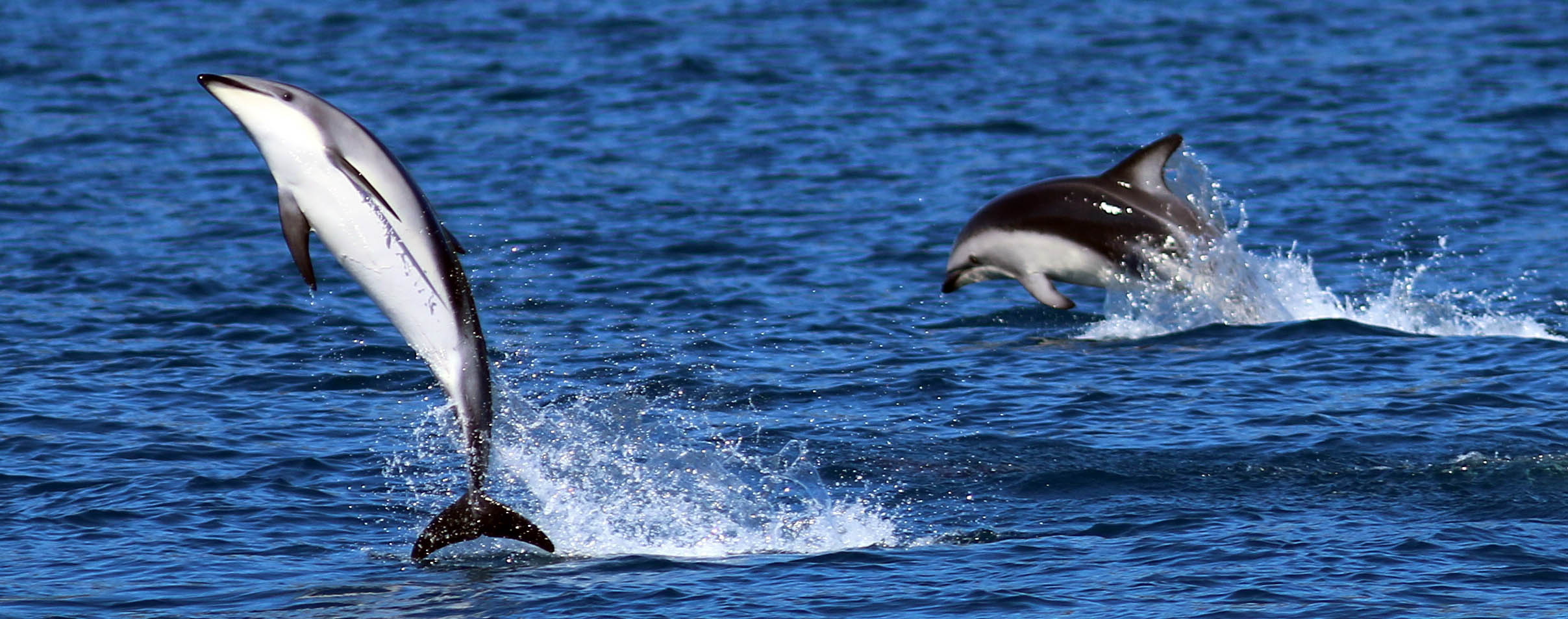 dolphins-dusky-kaikoura-two