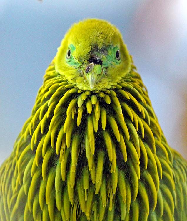 fijiDoveGolden