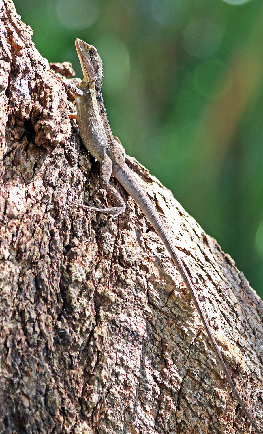 dragon-gilberts-darwin-botanical-gardens