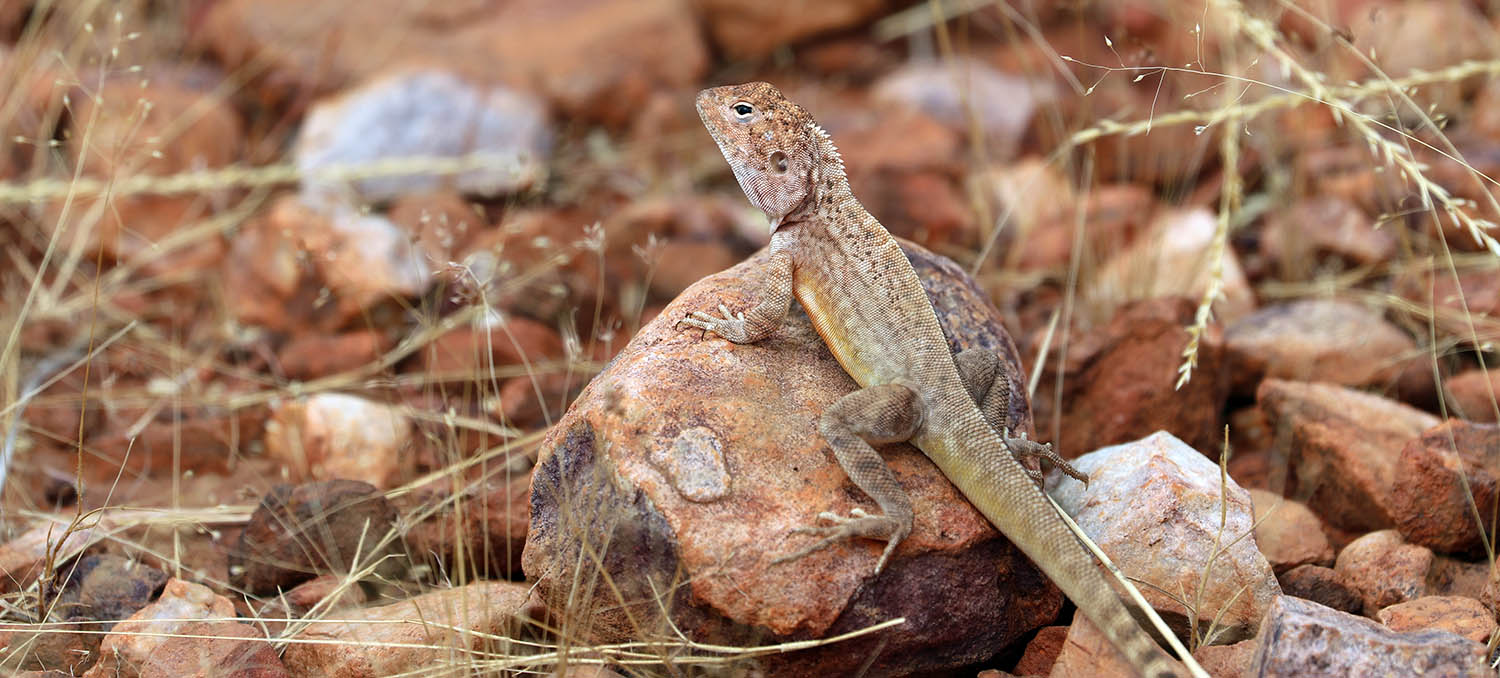 'Slater's Ring-tailed Dragon' (image by Damon Ramsey)