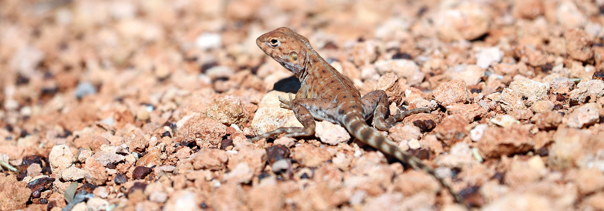 dragon-western-ringtailed-millstream-