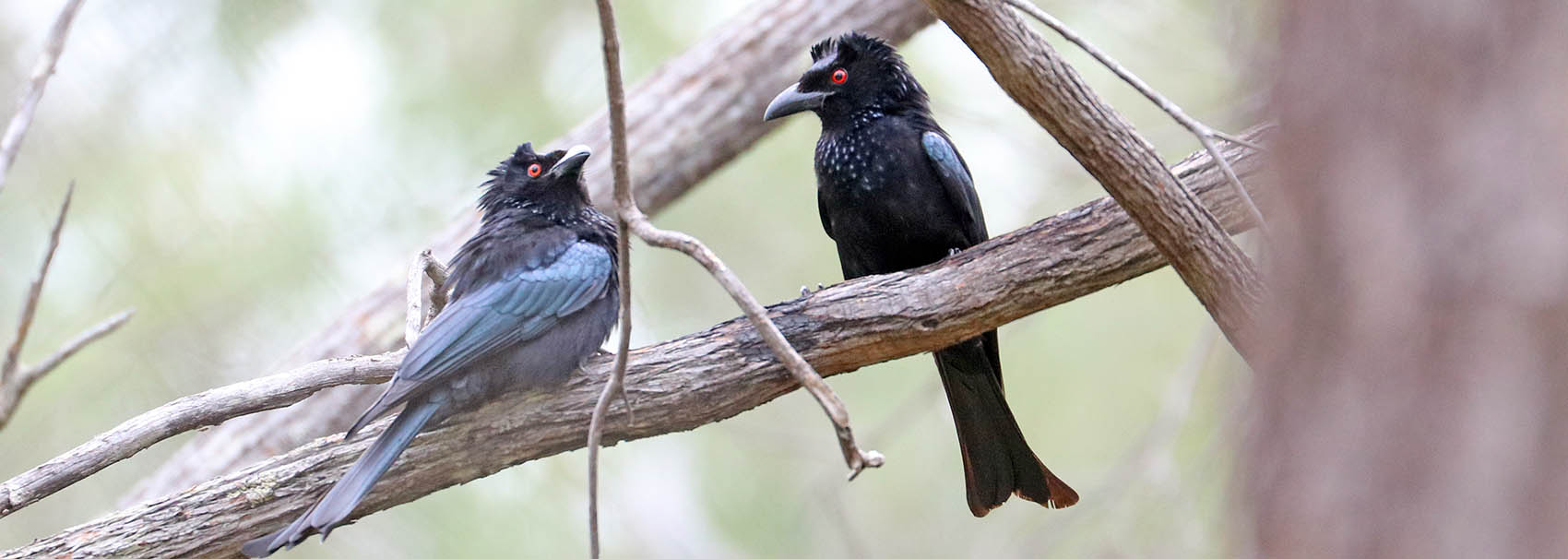 Spangled Drongo (image by Damon Ramsey)