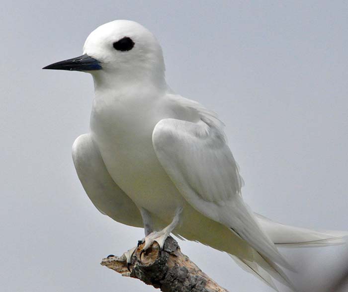 ducie-white-tern