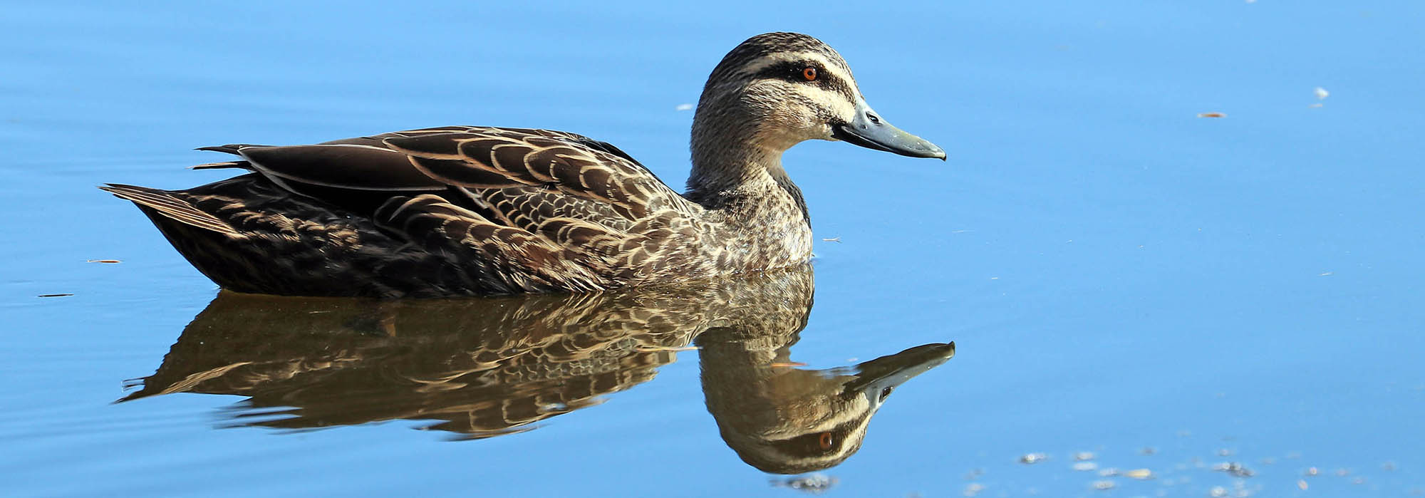 duck-pacific-black-herdsman