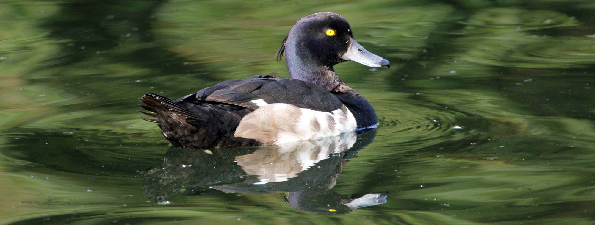 duck-tufted-regents-park-england-