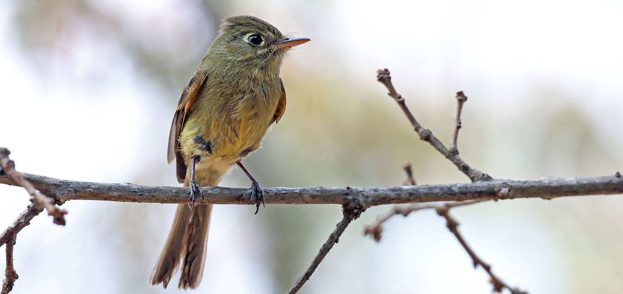 ducky-capped-flycatcher-le-cumbre