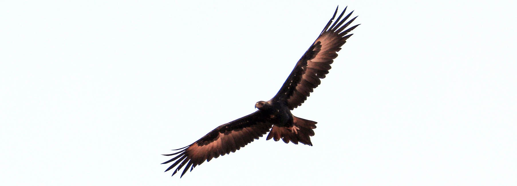 eagle-wedge-tailed-flight-coober-pedy