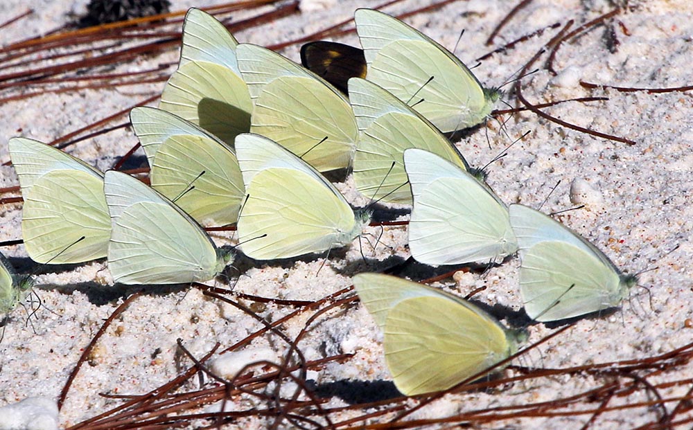 east timor butterflies