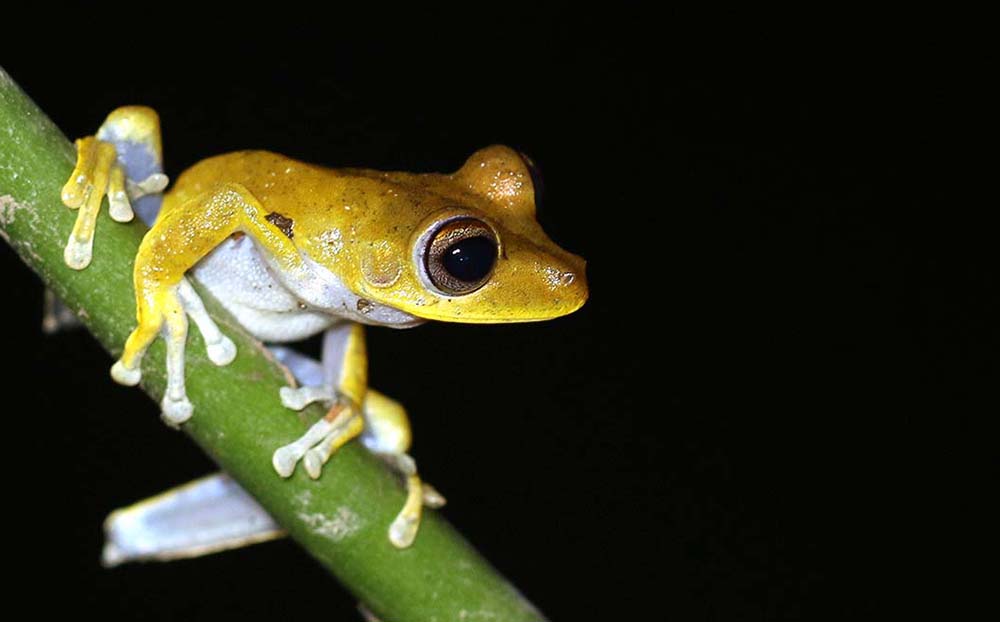 Frog, Amazon, by Damon Ramsey