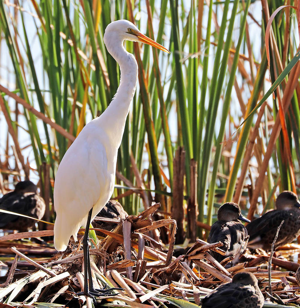 egret-great-herdsman