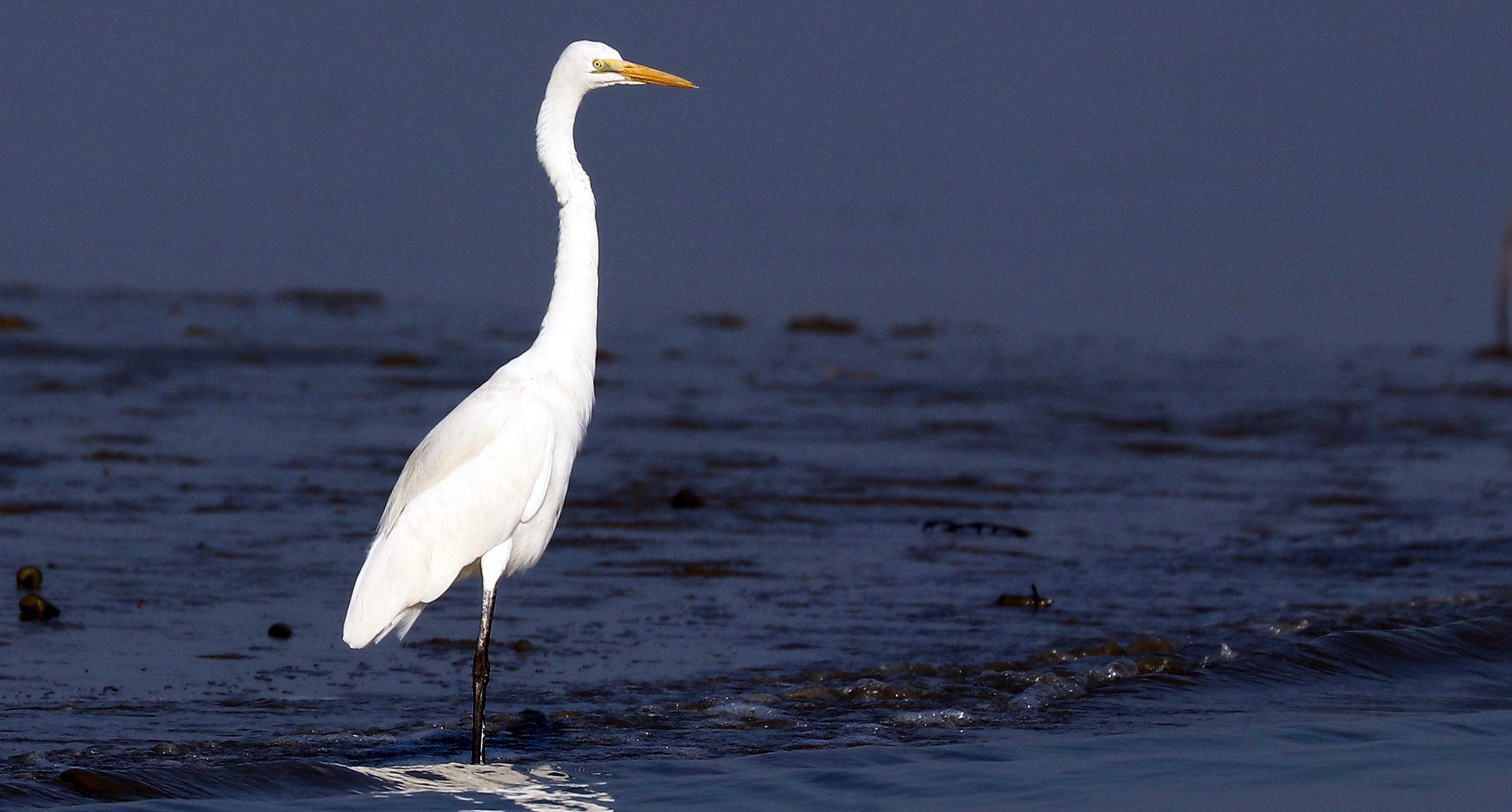 egret-great-sundarbans