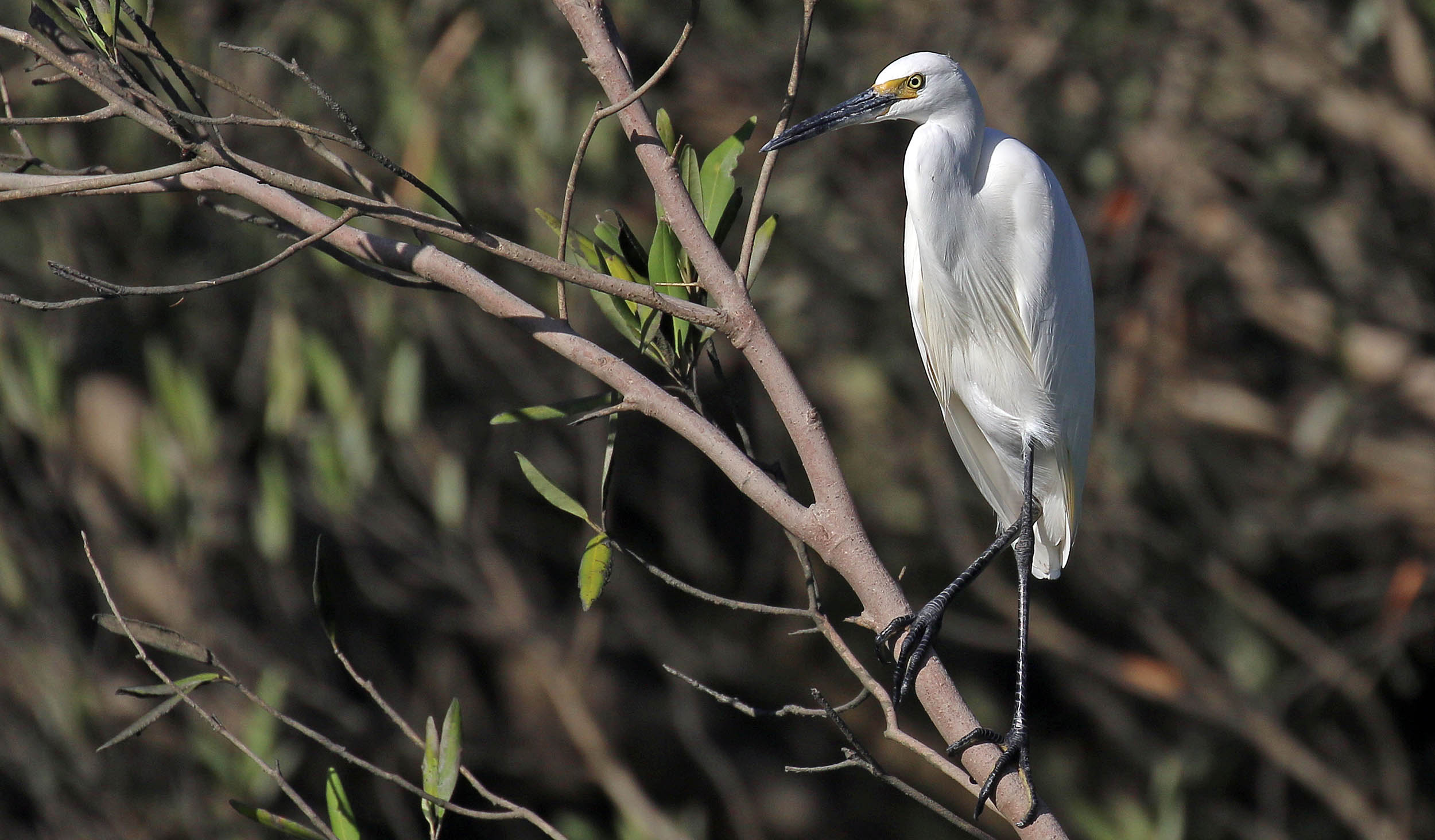 egret-little-hunter