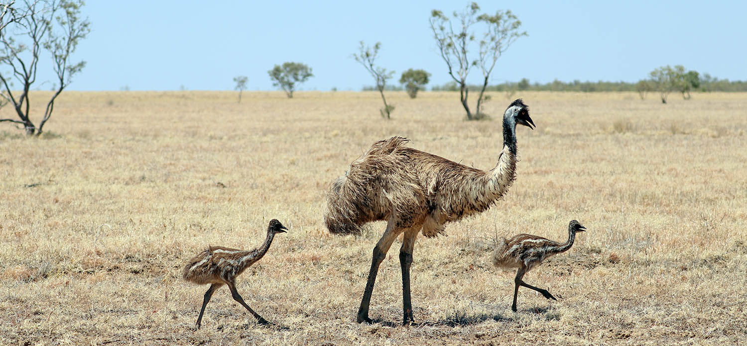 emu-and-kids-bladensberg