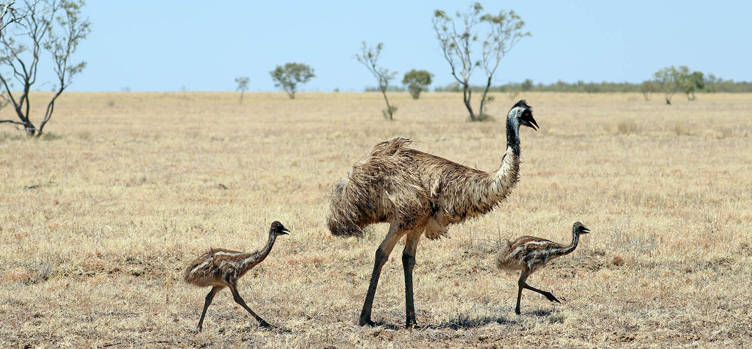 birds AUSTRALIAN Deserts Shrublands & Grasslands (Mulga & Spinifex)