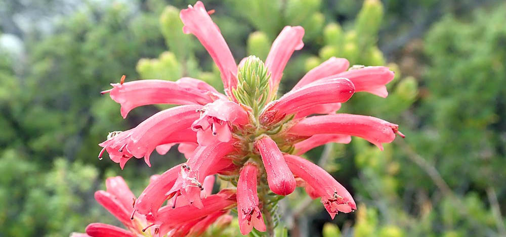 erica-abietina-tabletop-mountain-south-africa