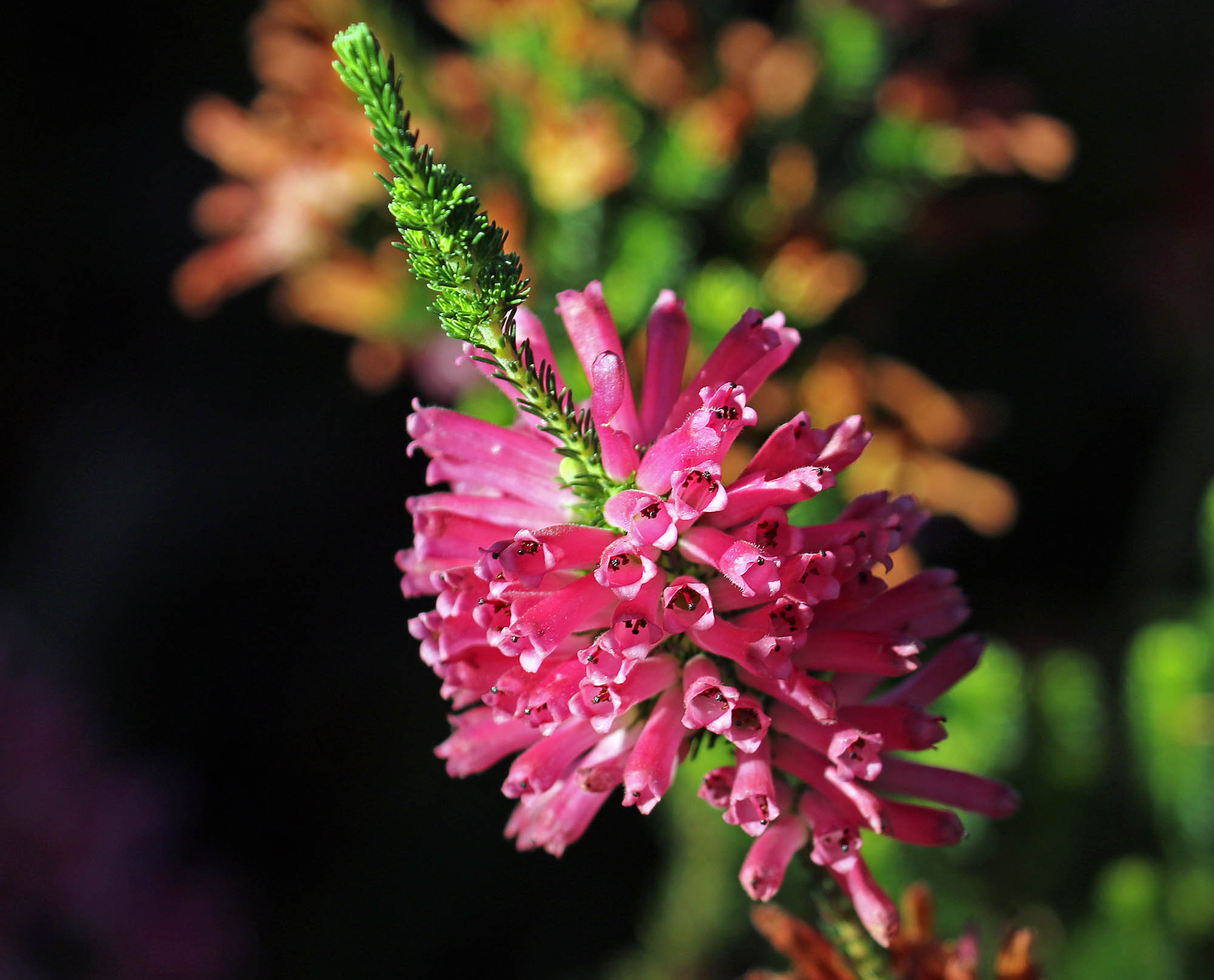 erica-verticillata-cape-town